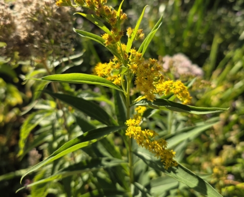Late Guldenroede - Goldenrod