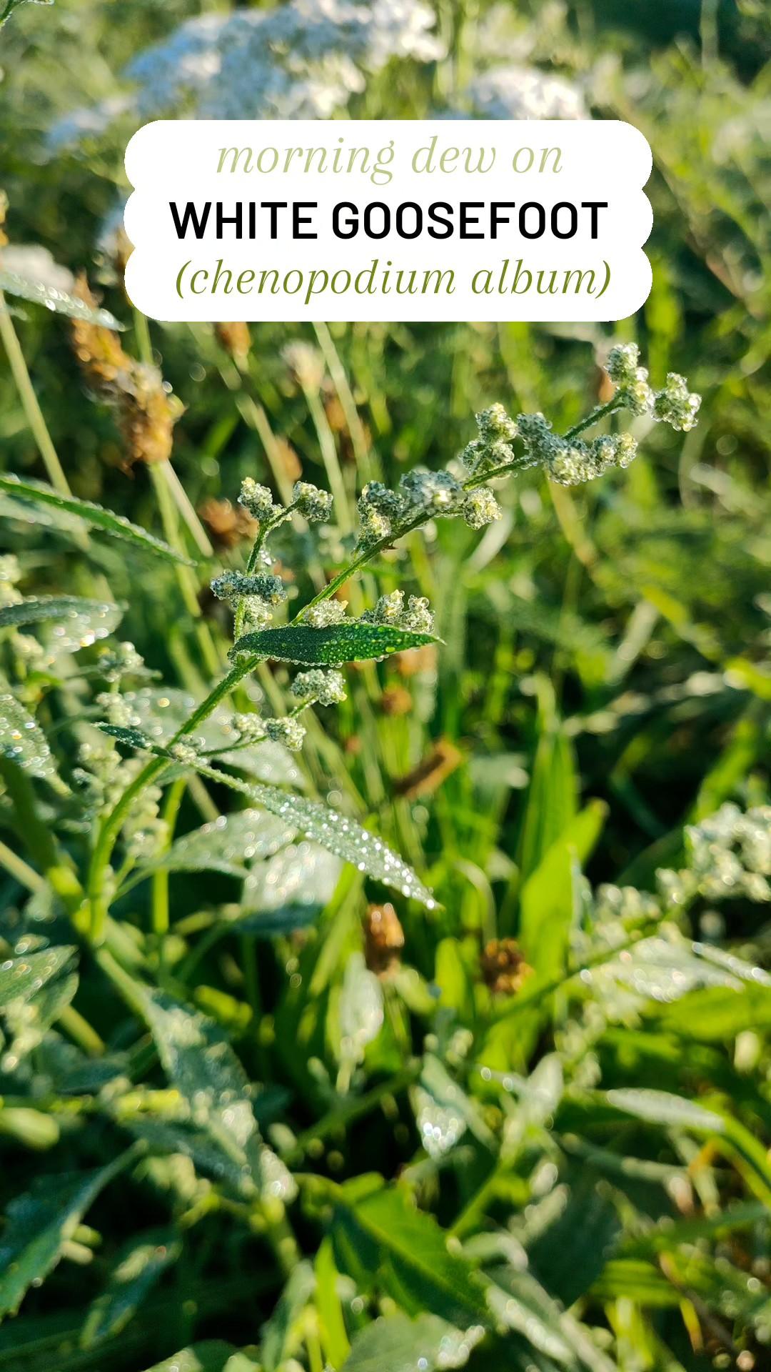 White Goosefoot - Ganzenvoet - Melde