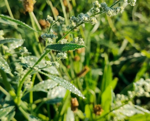 White Goosefoot - Ganzenvoet - Melde
