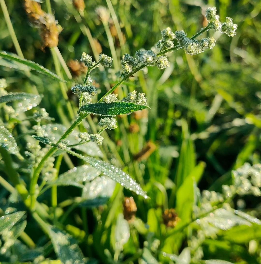 007. Chenopodium album