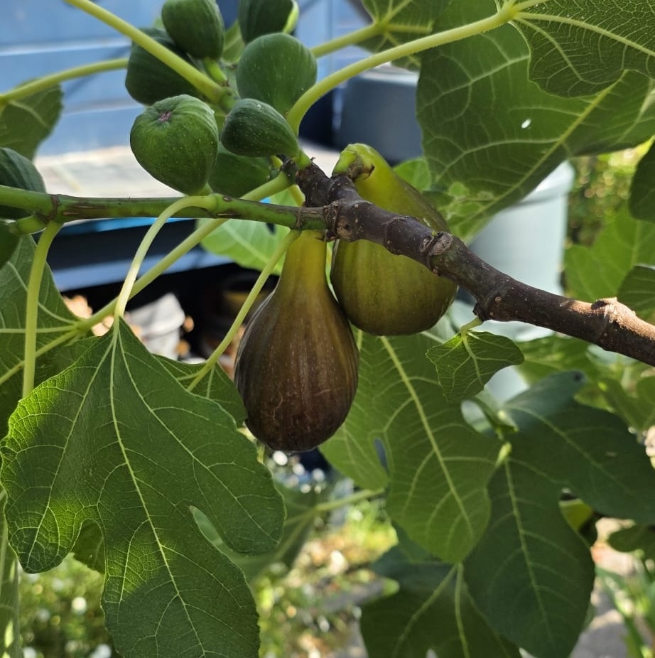 042. Ficus carica