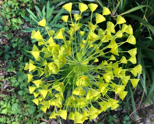 Leafy Spurge - Heksenmelk