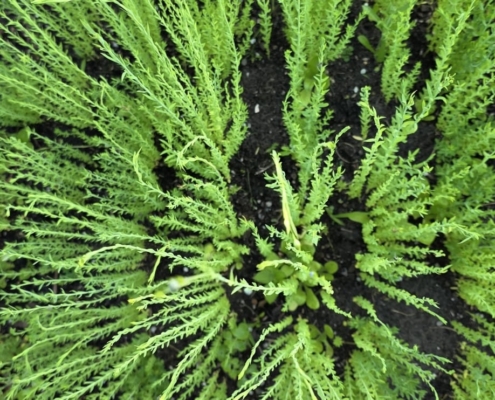 Vlas - Flax