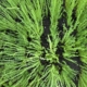 Vlas - Flax