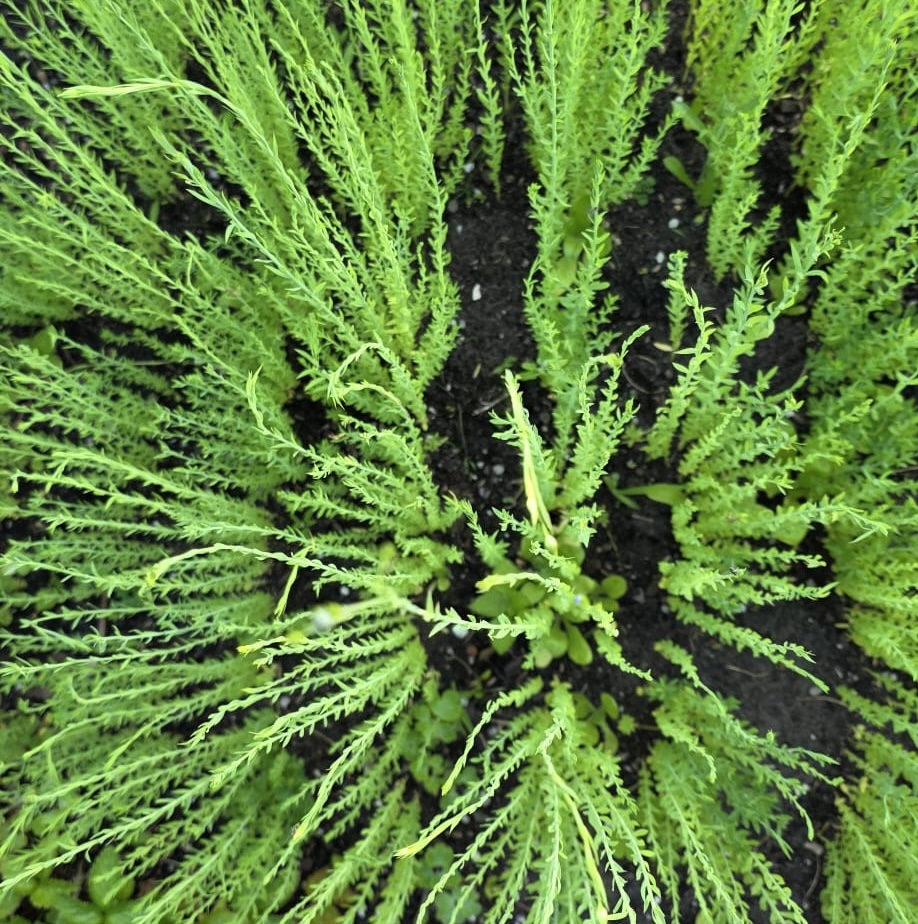 Vlas - Flax