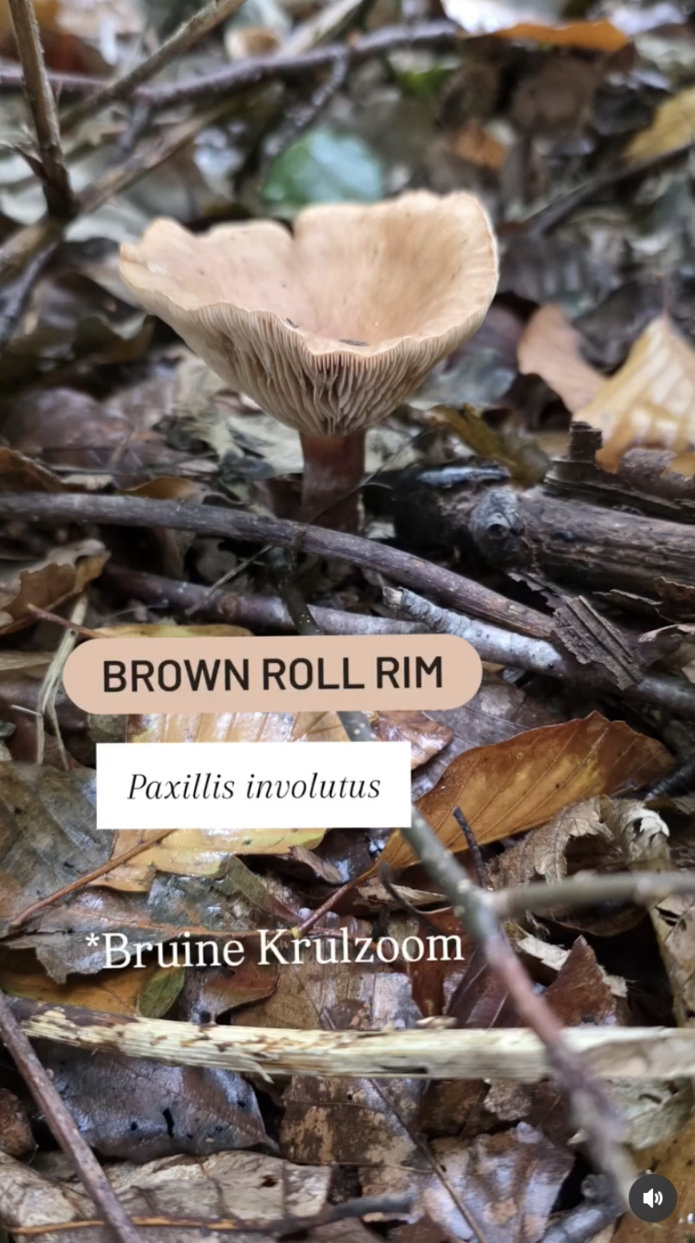 Bruine Krulzoom