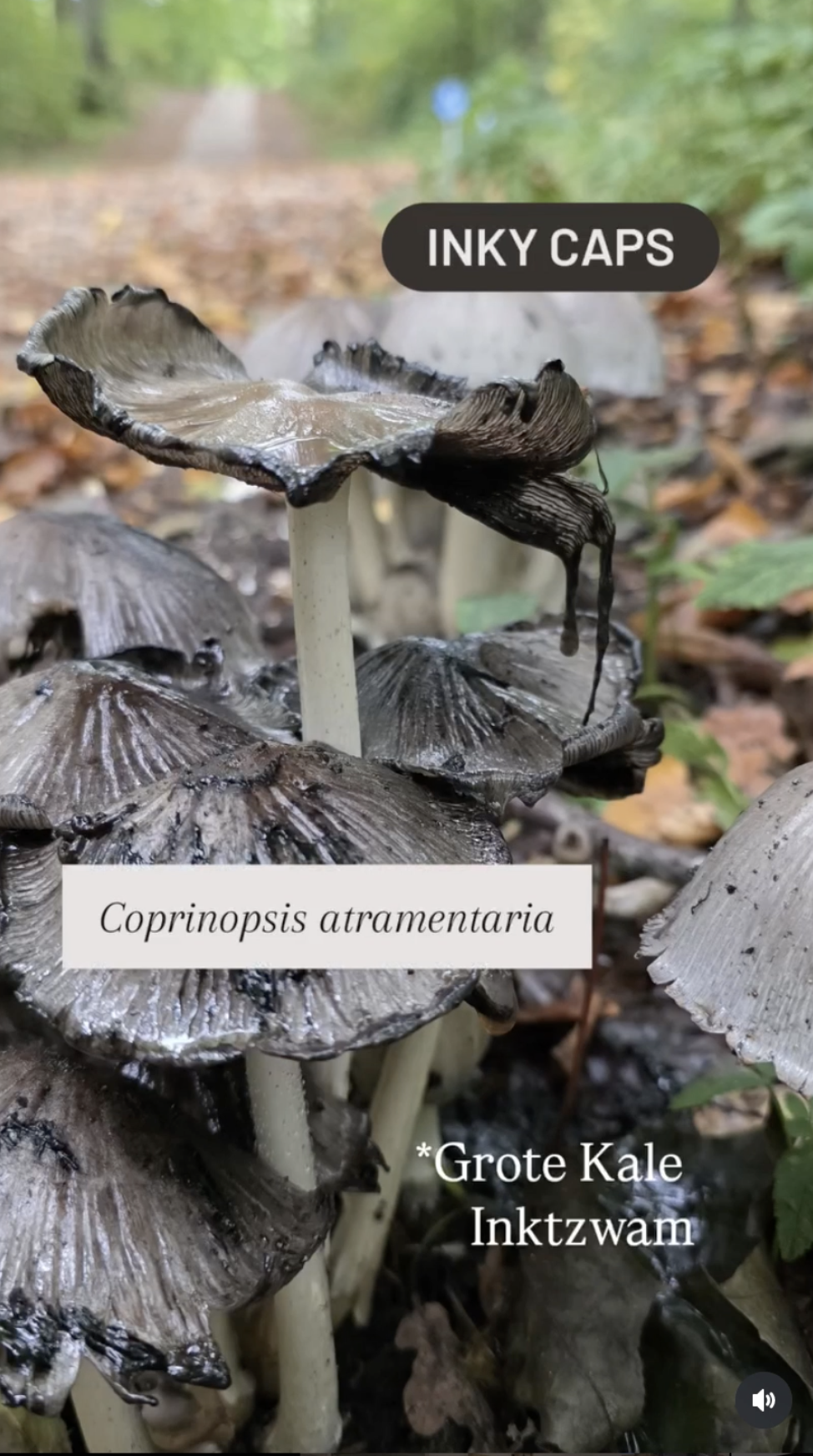 Ink cap - Inktzwam