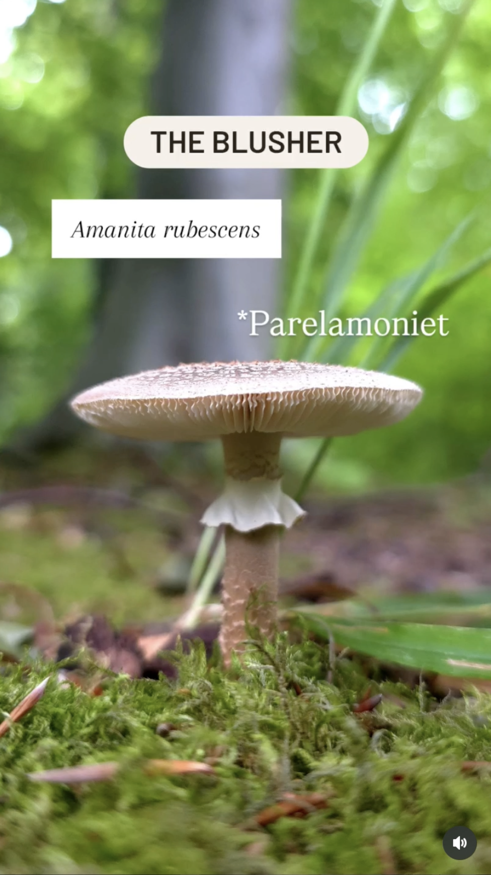 Parelamoniet The Blusher