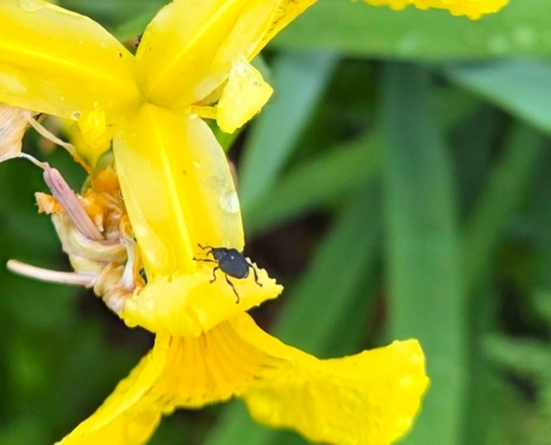 Iris Weevil - Lissenboorder