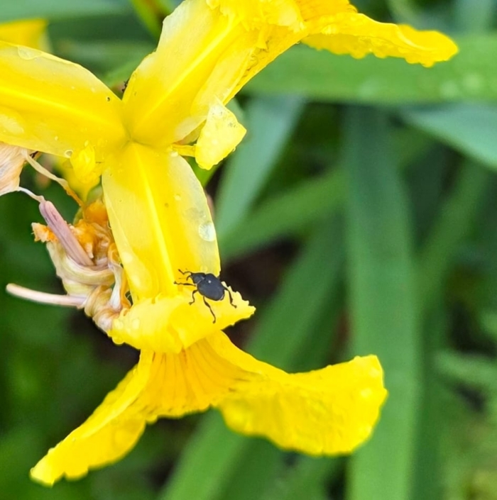 Iris Weevil - Lissenboorder