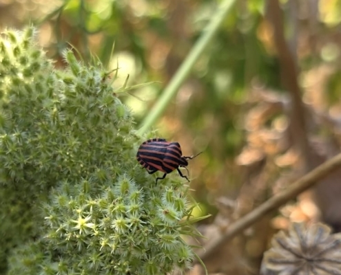 Minstrel Bug - Pyamawants