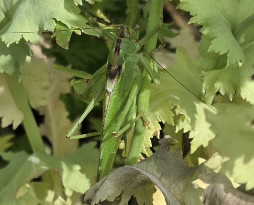 Great Green Bush-Cricket - Grote Groene Sabelsprinkhaan
