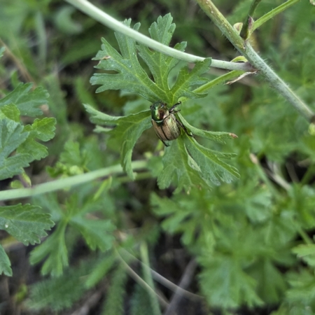 Dune Chafer - Zomersmaragd