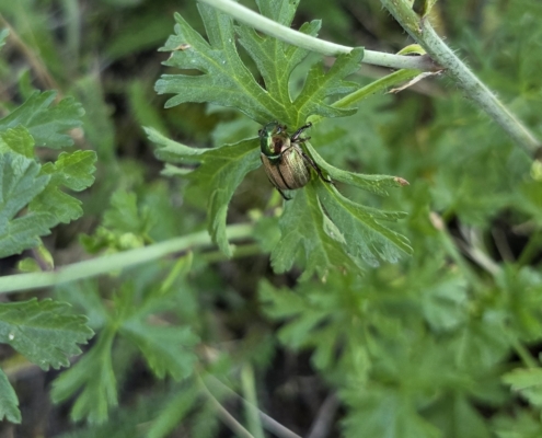 Dune Chafer - Zomersmaragd