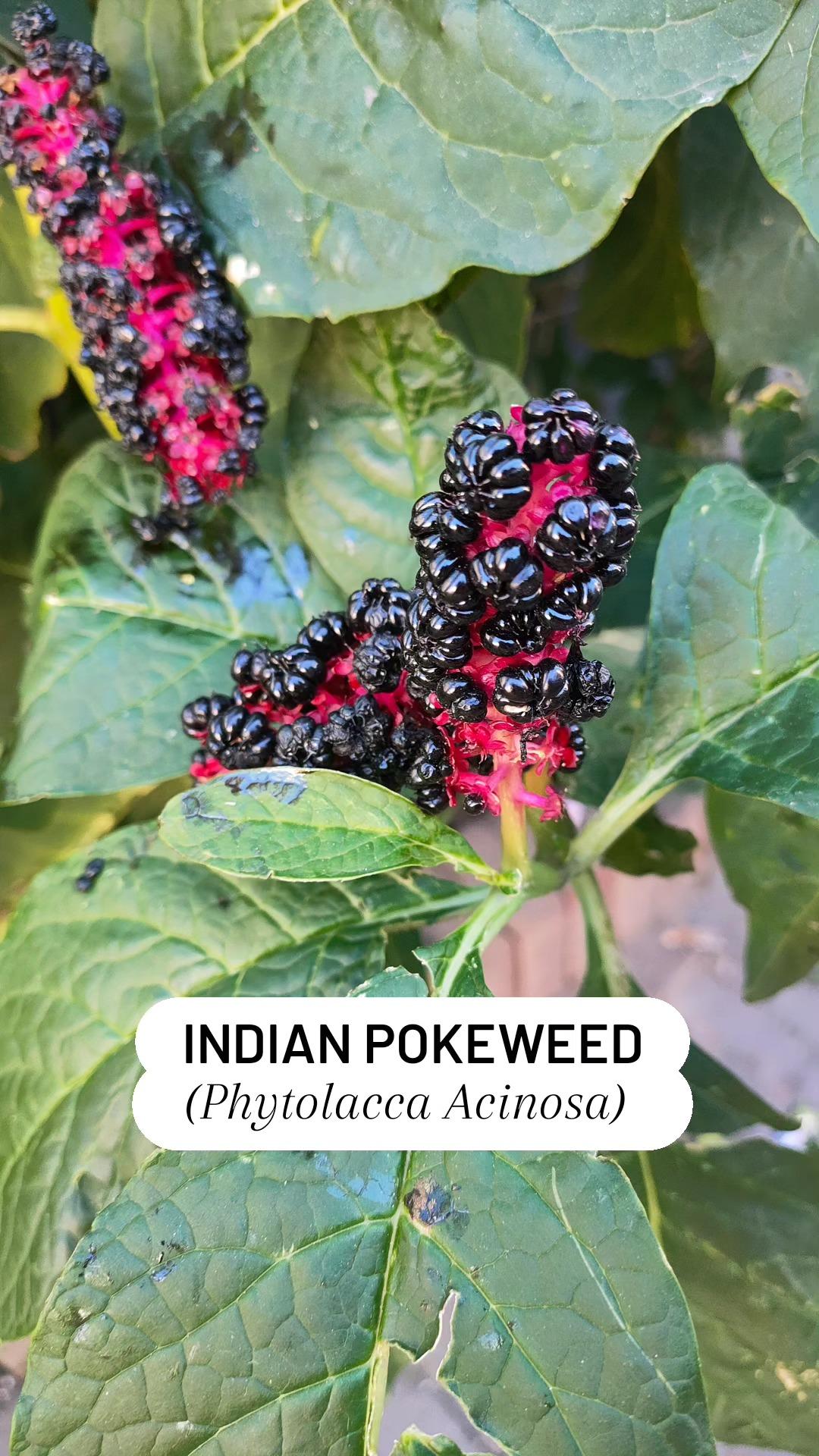Indian Pokeweed - Karmozijnbes