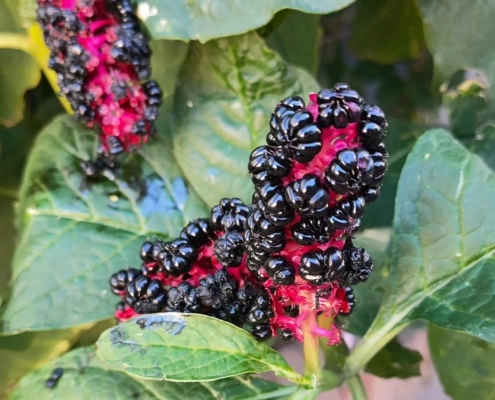 Indian Pokeweed - Karmozijnbes