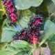 Indian Pokeweed - Karmozijnbes