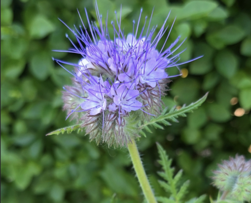 Blue Tansy - Bijenvoer