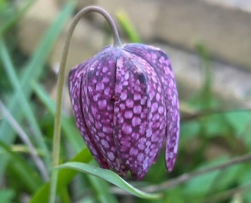 Chess Flower - Kievitsbloem