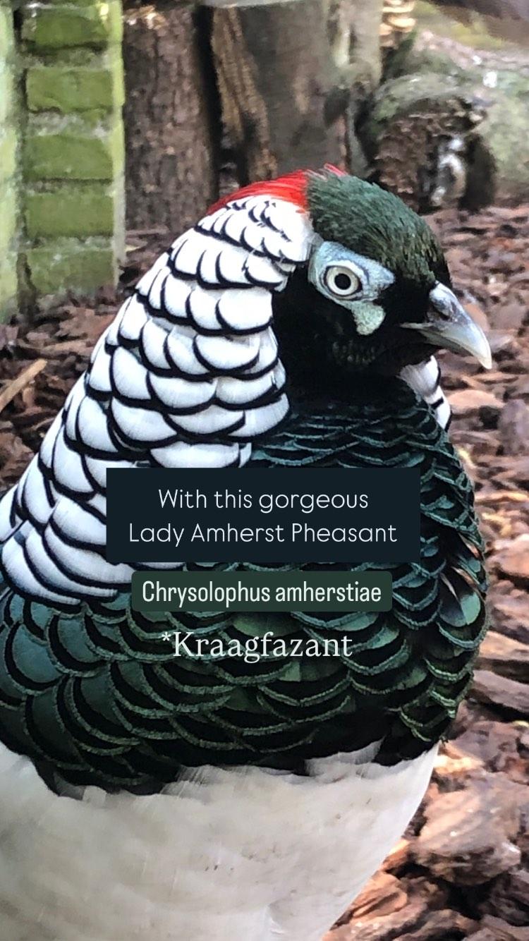Lady Amherst's pheasant - Kraagfazant