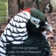 Lady Amherst's pheasant - Kraagfazant