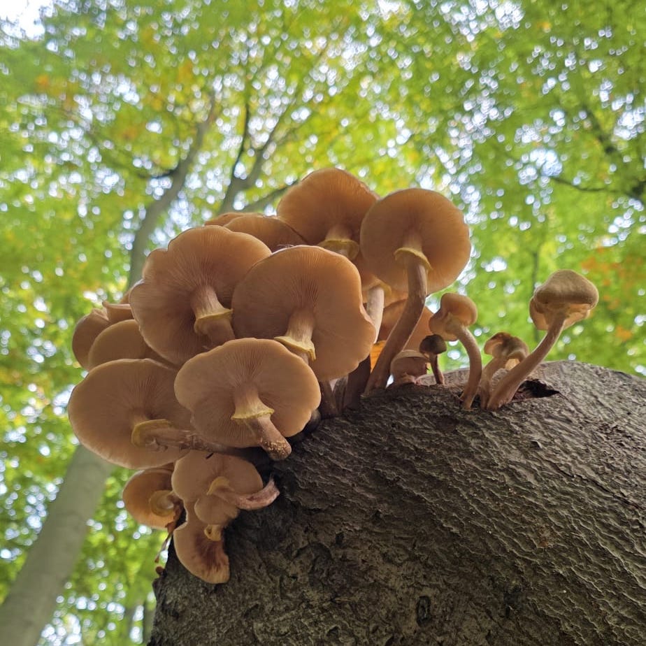 Mushroom Season (Herbarium add)