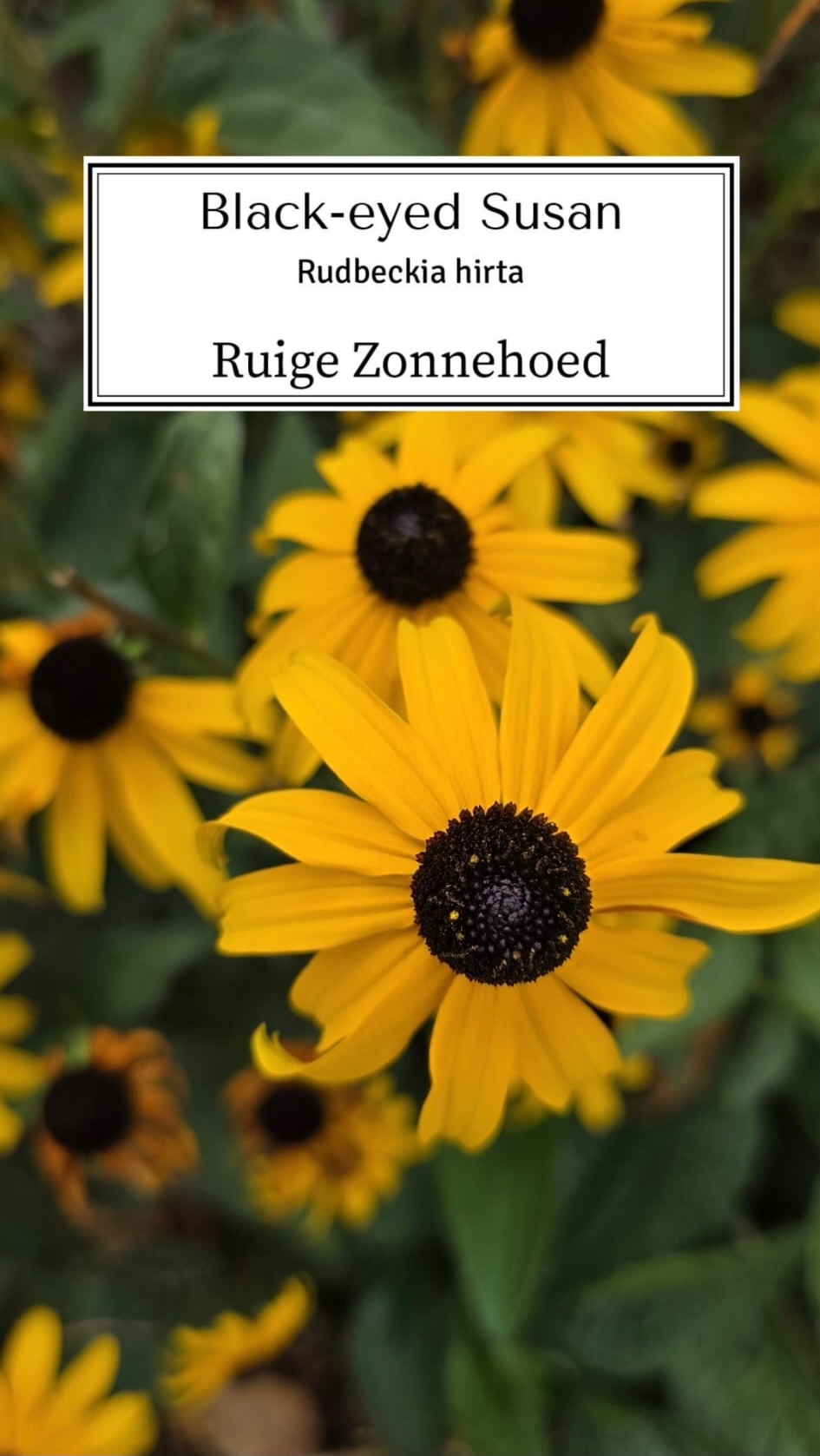 204 Zonnehoed