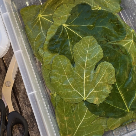 Glycerine Experiment with Fig Leaves