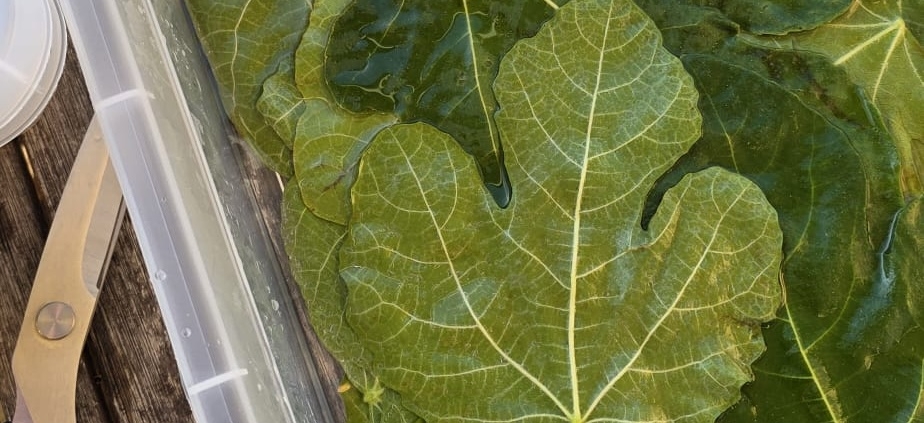 Glycerine Experiment with Fig Leaves