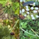 Herbarium Bugs