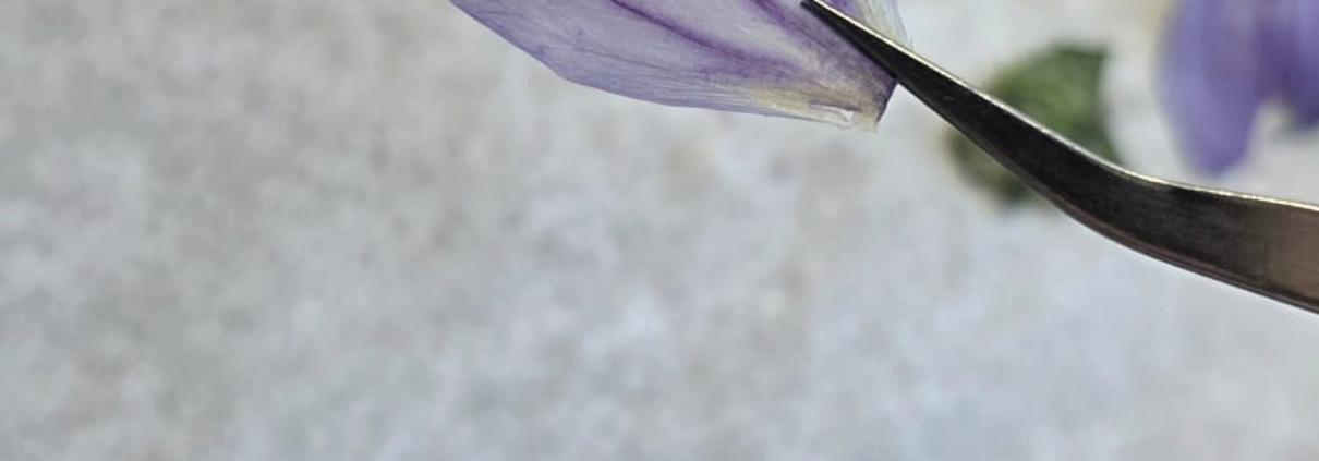 Herbarium Droogbloemen