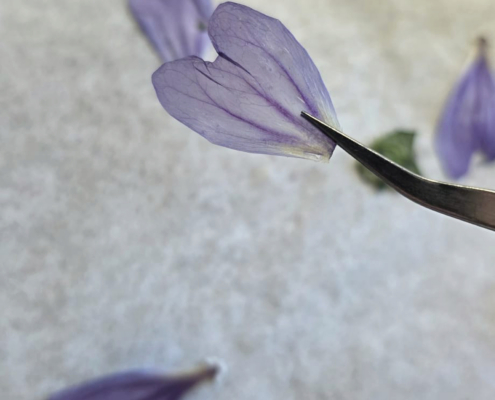 Herbarium Droogbloemen