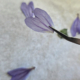 Herbarium Droogbloemen