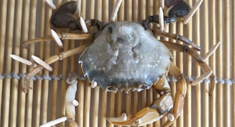 Gewone Zwemkrab