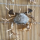 Gewone Zwemkrab