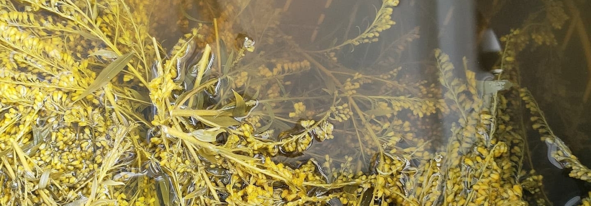 Natural Dyeing with Ellysium